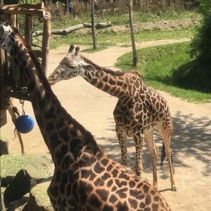 Meet your Posher, Lexi